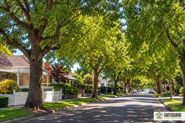 AS 4970:2025 Explained: What the New Tree Protection Standard Means for Development Projects 3 AS 4970:2025- Mature street trees providing urban canopy benefits in residential area