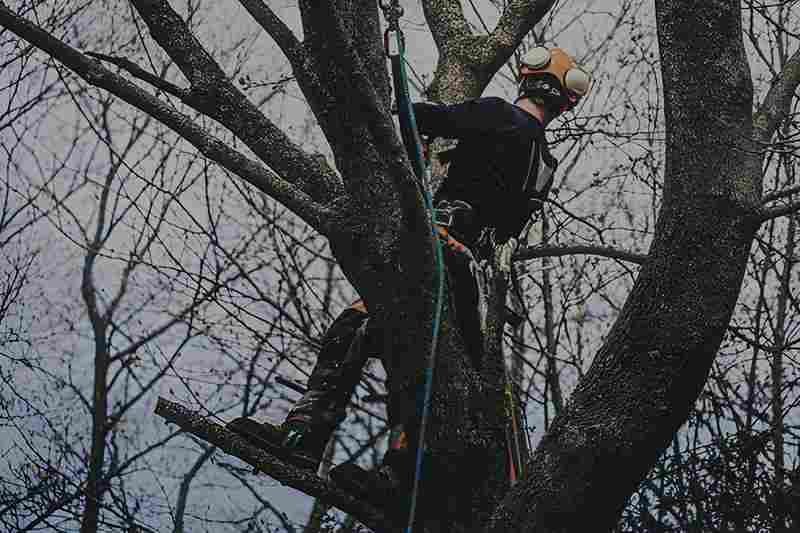 Tree Services Officer VIC | Qualified Arborists 2 Tree Services in Officer by Safeguard Tree Services with a qualified arborist working in a mature eucalyptus tree overlooking the suburb.