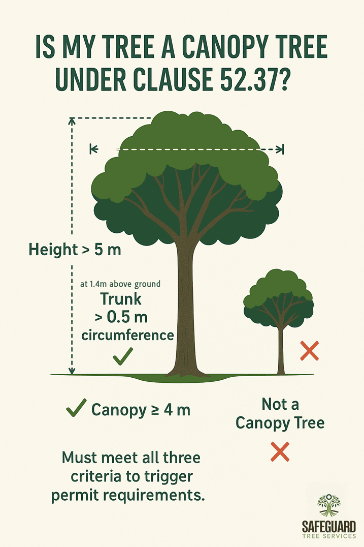 Infographic showing canopy tree height, trunk and canopy measurements for Clause 52.37 permit rules.