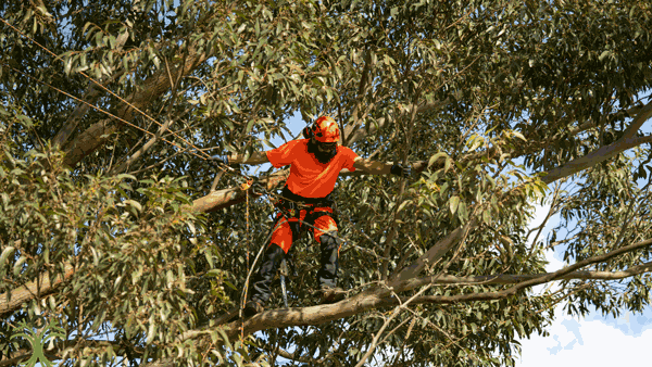 Professional arborist climbing a eucalyptus tree providing essential tree services in Pakenham