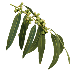 Tree cutting Pakenham safely sectioning a gum tree at a Pakenham home.