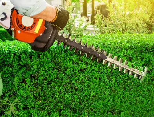 Hedge Trimming 2 Gardener shaping a tall boundary hedge at a Pakenham home.