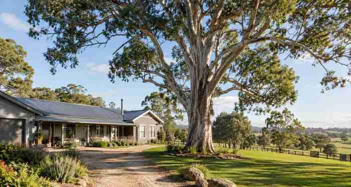 Professional Tree Services in Nar Nar Goon, VIC | Safeguard Tree Services 19 Large mature eucalyptus tree growing beside a rural lifestyle property in Nar Nar Goon, Victoria, illustrating the importance of tree assessment and long-term tree management.
