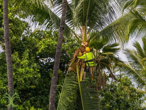 Arborist climbing a palm to remove dead fronds at a Pakenham home.