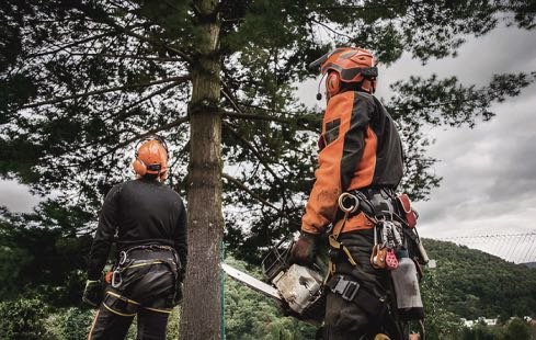 Safeguard Tree Services 2 Qualified arborist assessing canopy health with binoculars in a Pakenham Area.