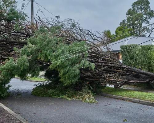 Split eucalypt limb hanging after a storm near a Pakenham driveway.