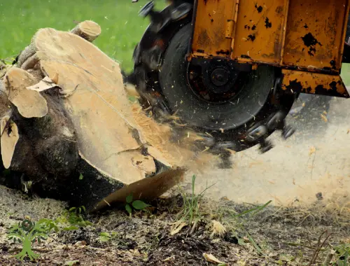 Stump Grinding 2 Compact stump grinder working beside a fence in Melbourne’s Pakenham area.