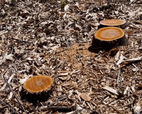Stump Grinding Or Removal For Pakenham Homeowners 1 Technician operating a stump grinder to remove a backyard stump in Pakenham.
