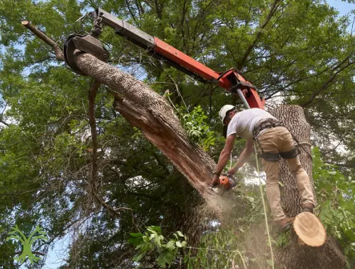 Climber lowering a cut branch with rigging lines in Pakenham during tree removal.