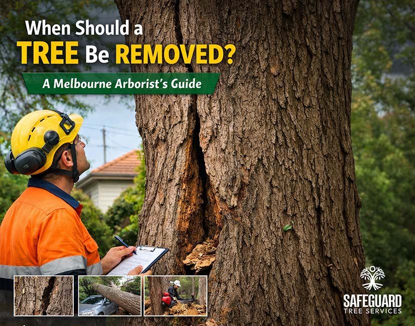 Melbourne Arborist doing a tree risk assessment for a dangerous tree