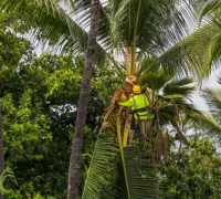 Arborist climbing a palm to remove dead fronds at a Pakenham home.