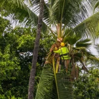 Arborist climbing a palm to remove dead fronds at a Pakenham home.