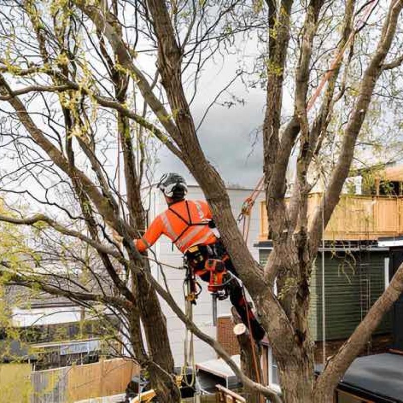 Tree Removal Pakenham - Climbing arborist dismantling a tree with ropes at a Pakenham property.