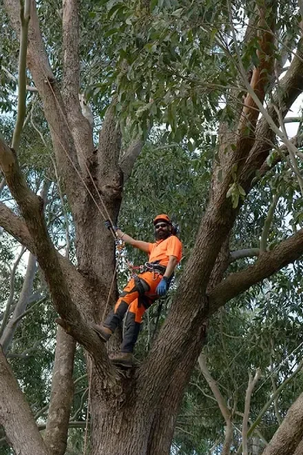 Safeguard Tree Services - Trusted Insured Pakenham Melbourne
