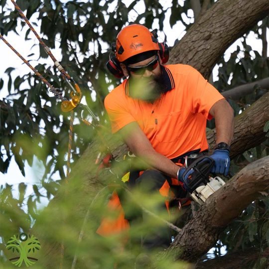 Supervisor reviewing a job safety assessment while tree pruning in Pakenham.