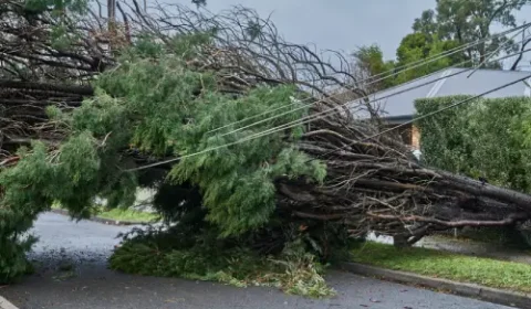 Split eucalypt limb hanging after a storm near a Pakenham driveway.