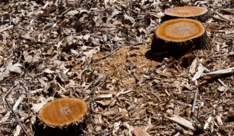 Technician operating a stump grinder to remove a backyard stump in Pakenham.