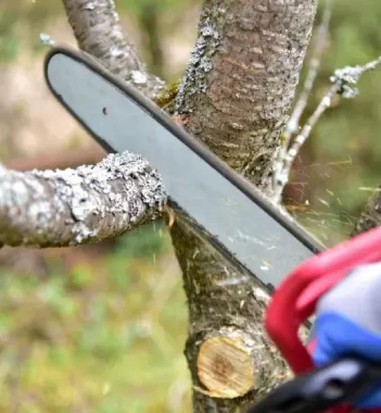 Selective pruning to clear rooflines on a Pakenham property.