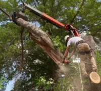 Climber lowering a cut branch with rigging lines in Pakenham during tree removal.