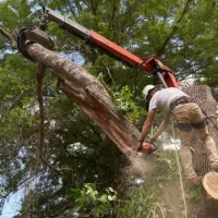 Climber lowering a cut branch with rigging lines in Pakenham during tree removal.