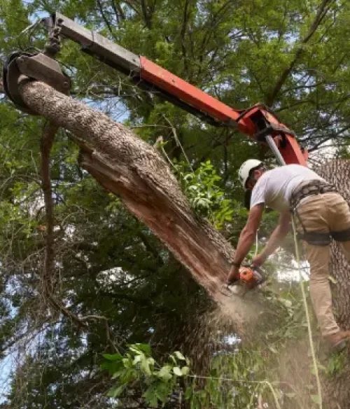 Climber lowering a cut branch with rigging lines in Pakenham during tree removal.