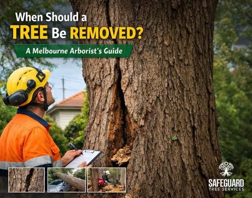 Melbourne Arborist doing a tree risk assessment for a dangerous tree