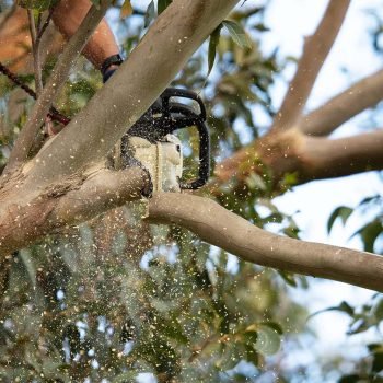 Team photo of Safeguard Tree Services crew with equipment in Melbourne’s southeast.