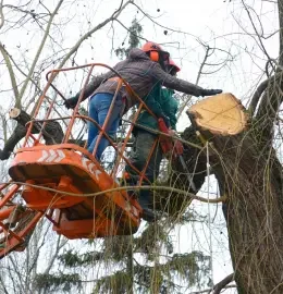 Qualified arborist assessing canopy health with binoculars in a Pakenham park.