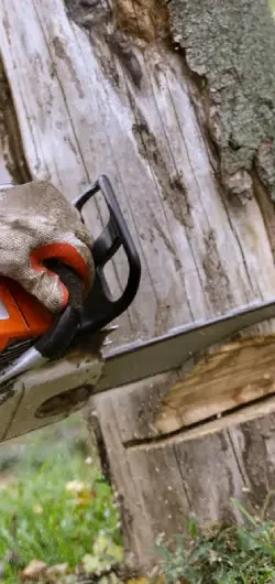 Crane-assisted removal of a large tree beside a Pakenham home.