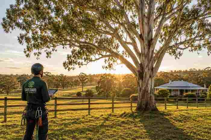 Professional Tree Services in Nar Nar Goon, VIC | Safeguard Tree Services 2 AQF Level 5 arborist carrying out a visual assessment of a mature eucalyptus tree on a lifestyle property in Nar Nar Goon, Victoria.