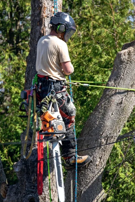 Tree Removal Pakenham - Climbing arborist dismantling a tree with ropes at a Pakenham property.